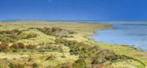 Fauna, Flora und Landschaft auf Ameland
