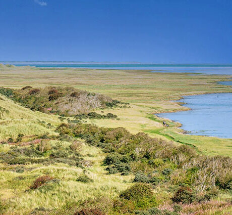 Fauna, Flora und Landschaft auf Ameland