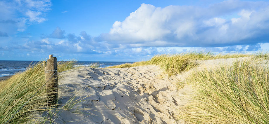 Fauna, Flora und Landschaft auf Ameland