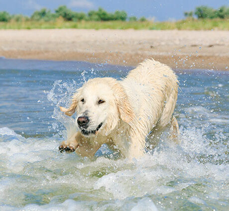 Urlaub mit Hund auf Ameland