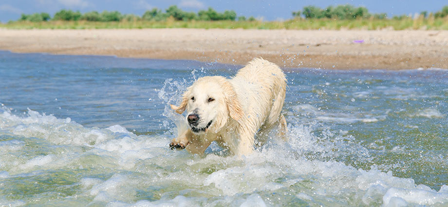 Urlaub mit Hund auf Ameland